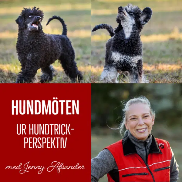 Hundmöten ur hundtrickperspektiv (inspelning)