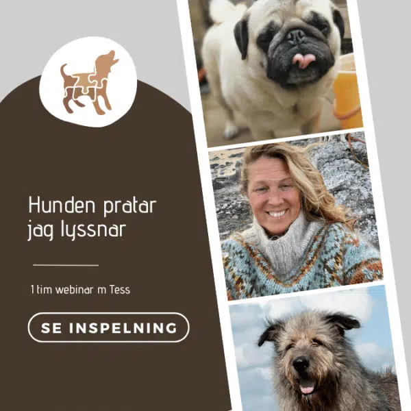 Hunden talar - Jag lyssnar (inspelning)