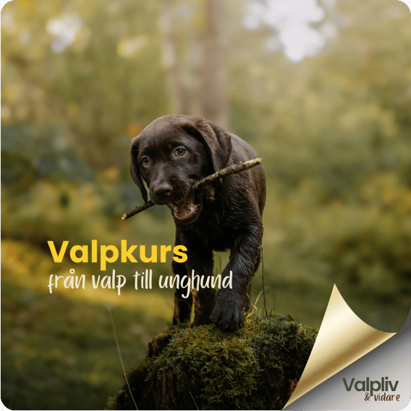 Valpkurs