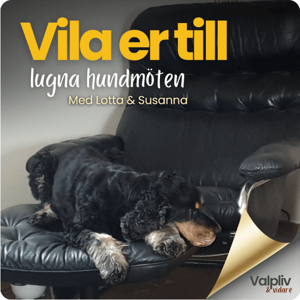 Webinar: Vila er till lugna hundmöten