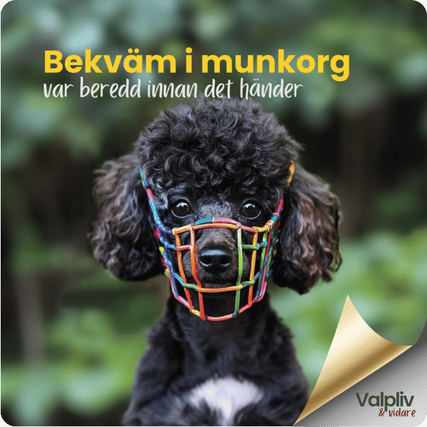 Bekväm i munkorg