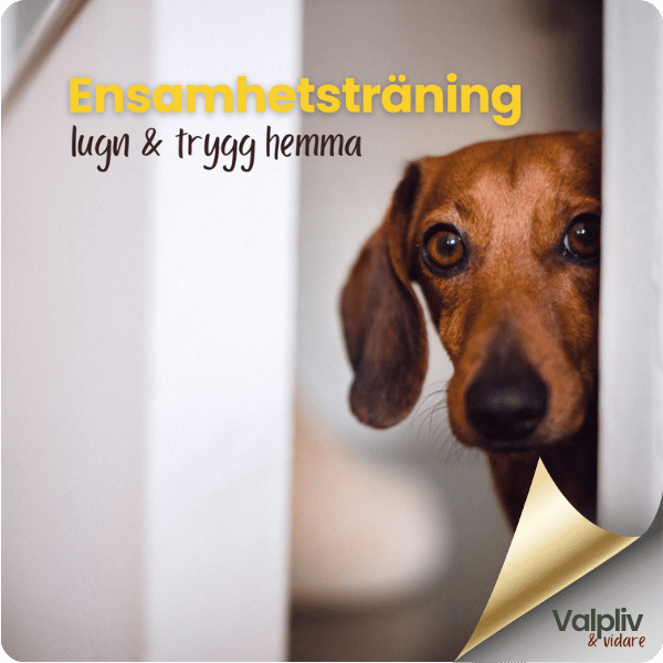 Ensamhetsträning - lugn & trygg hemma