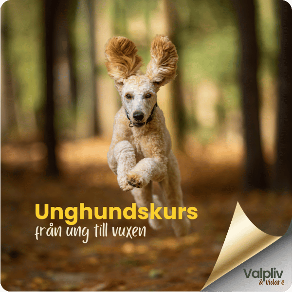 Unghundskurs