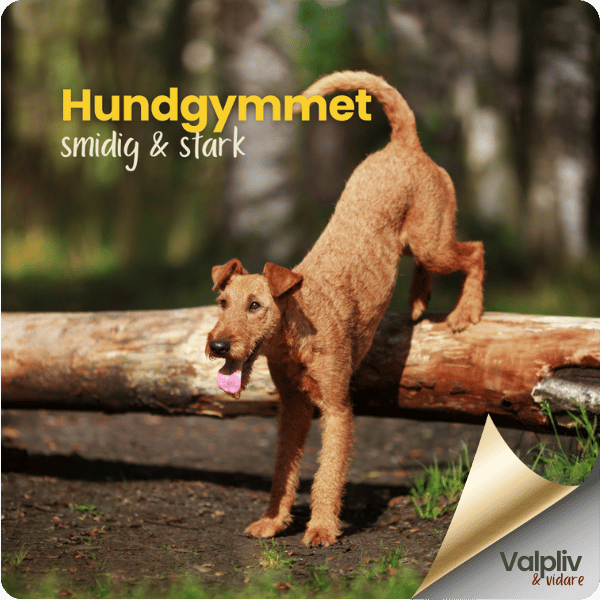 Hundgym