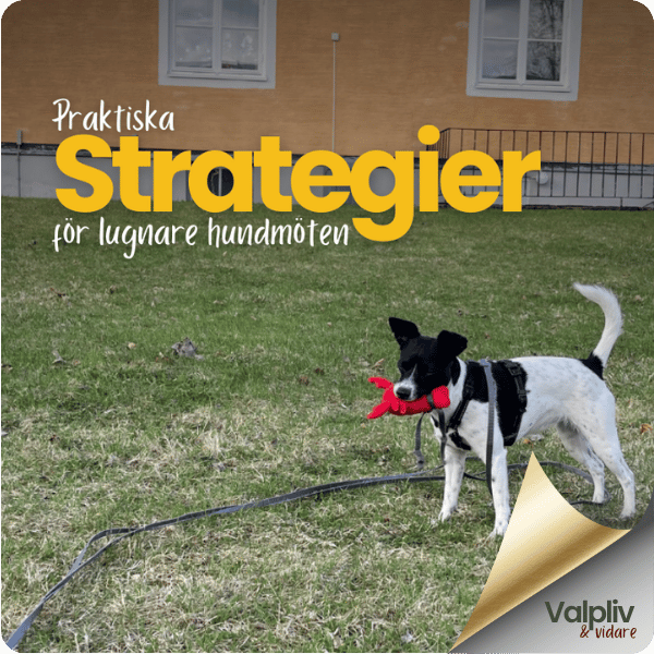 Strategier för lugnare hundmöten